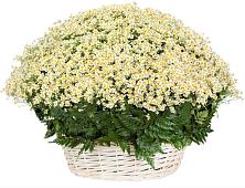 Цветочная композиция из Ромашки в корзине #REPLACE_PRED# Российском Краснодарский край